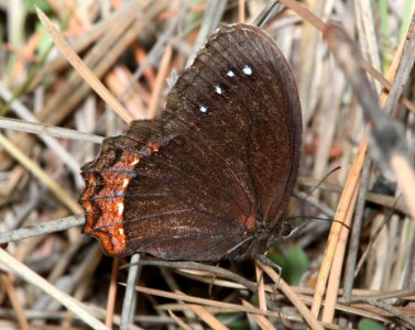 SATYR, RED-BORDERED (Gyrocheilus patrobas) (10-3-11) sawmill canyon, huachuca mts, cochise co, az -02