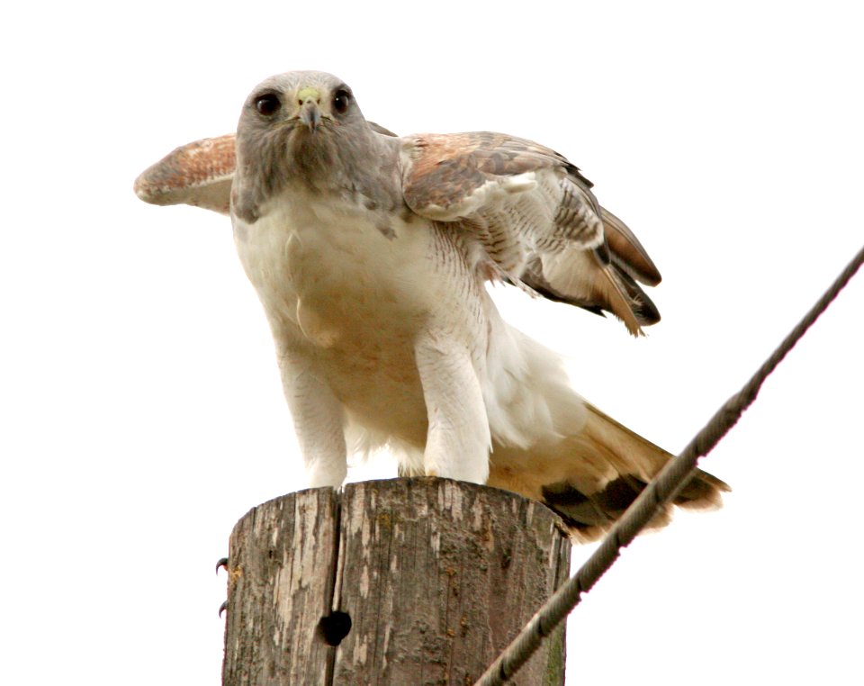 228 - WHITE-TAILED HAWK (2-15-08) harlingen, tx  (8)