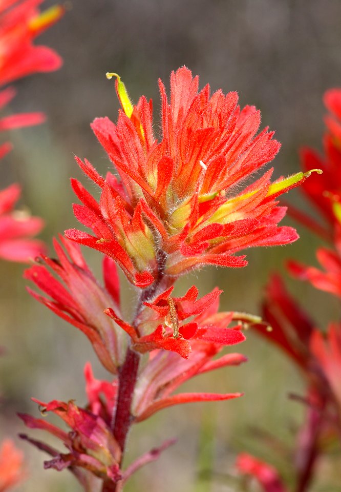 PAINTBRUSH, INDIAN (castilleja affinis affinis) (4-5-08) -4 canet