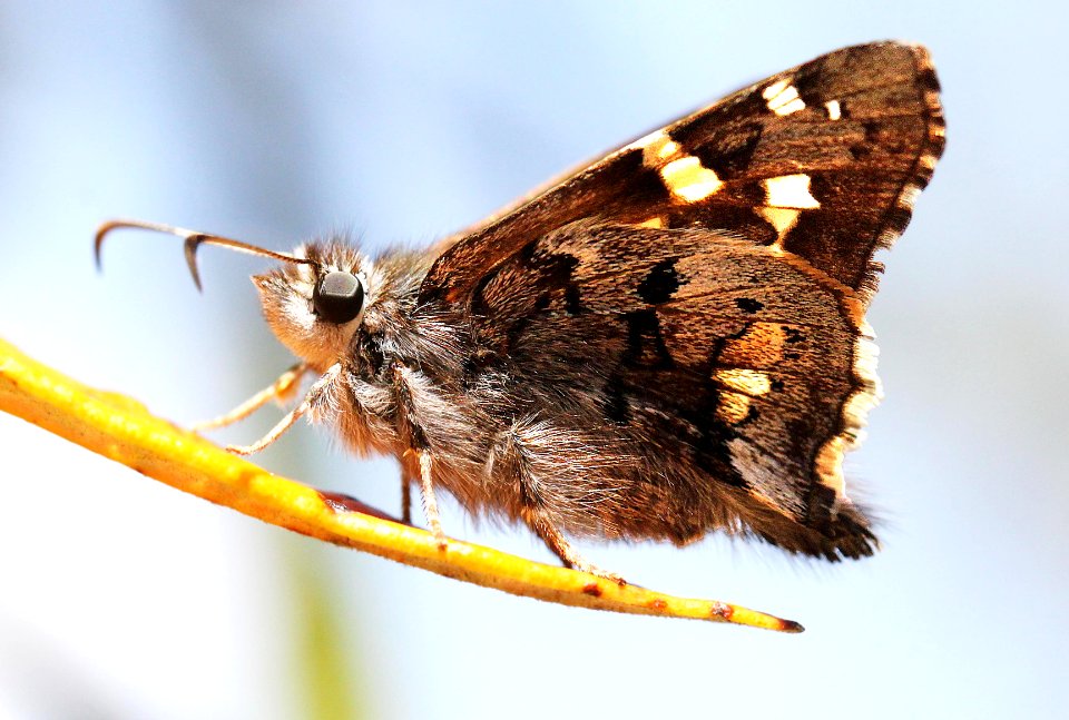 SKIPPER, SHORT-TAILED (4-12-12) madera cyn, scc, az -07