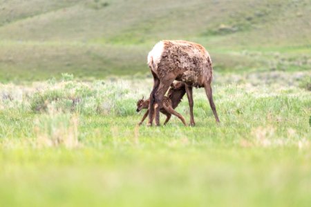 Elk calf and cow near the North Entrance