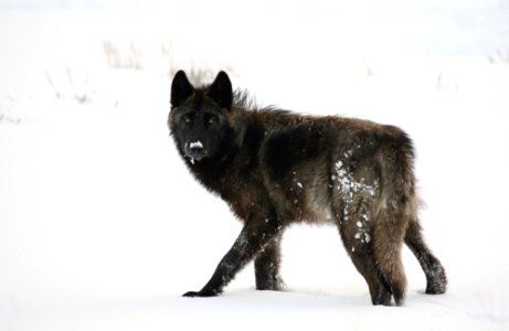 Wolf in Lamar Valley photo