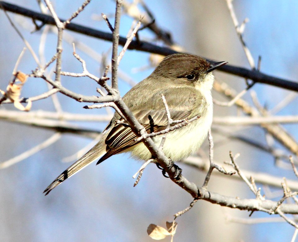 587 - EASTERN PHOEBE (1-4-13) patagonia-sonoita creek preserve, scc, az - (2) - Copy