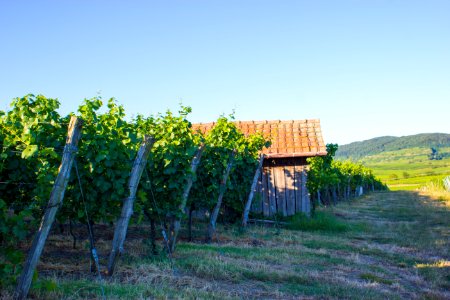 Weinberghütte