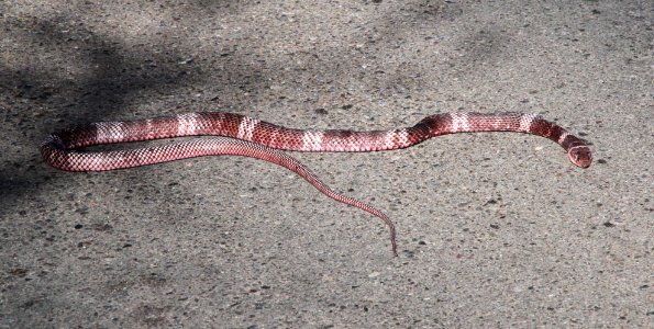 SONORAN COACHWHIP (Masticophis flagellum cinculum) (7-22-10) yard, west of patagonia, scco, az -01 (11-28-10) river road, nogales, scc, az -02