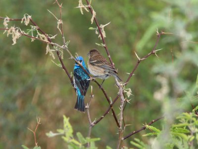 BUNTING, INDIGO-LAZULI hybrid (6-1-11) de anza trail north from rio rico dr, rio rico, scc, az -05