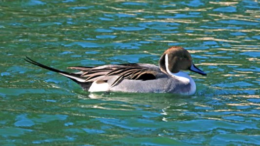 036 - NORTHERN PINTAIL(12-21-2017) santa maria, santa barbara co, ca (1)