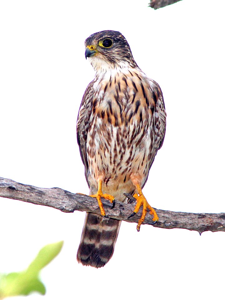 551 - MERLIN (5-3-14) dry tortugas, monroe co, fl  (3)