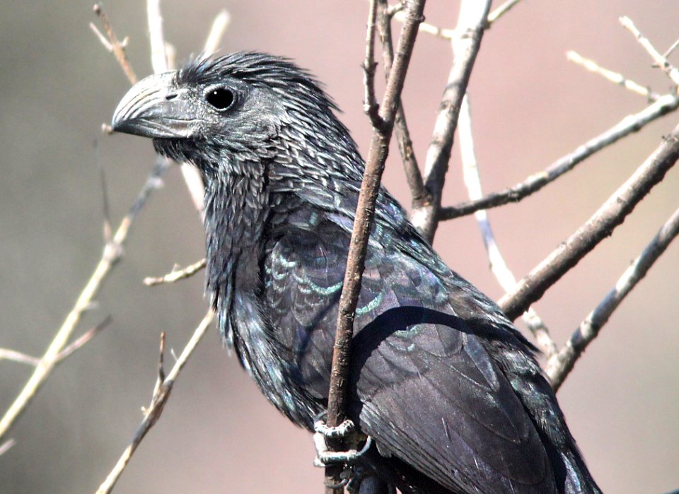 448 - GROOVE-BILLED ANI (6-27-12) pena blanca lake, scc, az -01 (2)