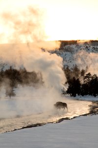 A bison crosses the Firehole River at sunset