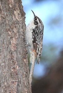 689 - BROWN CREEPER (9-22-12)  near barfoot junction, chiricahua mts, cochise co, az