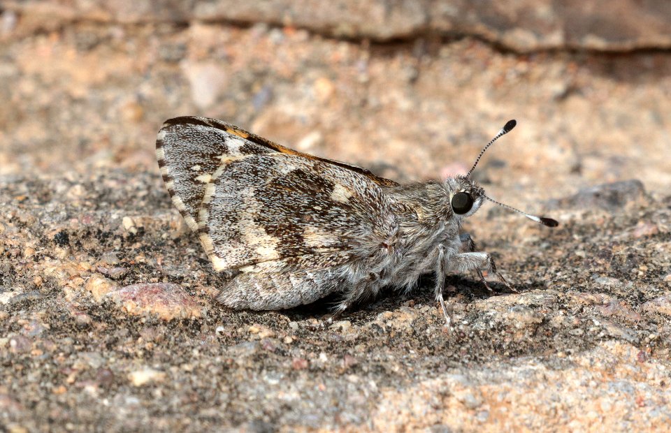 GIANT-SKIPPER, POLING'S (Agathymus polingi) (10-14-2019) sonoita creek state natural area, santa cruz co, az -10