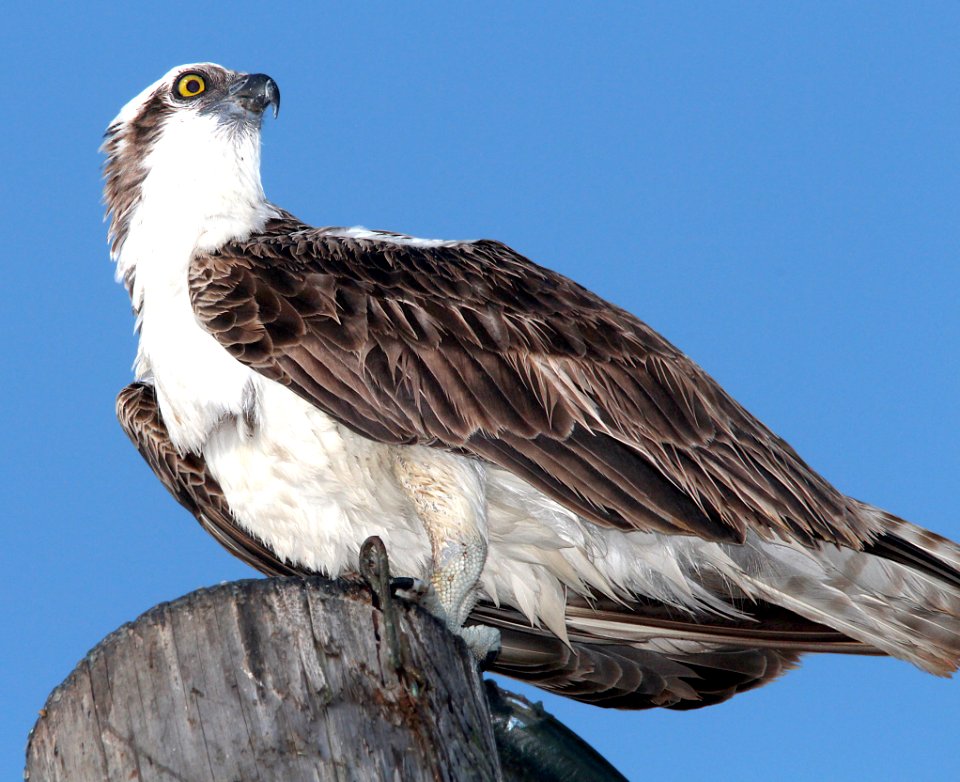 205 - OSPREY (3-10-13) key west, monroe co, fl  (4)