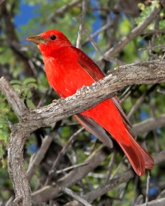 911 - SUMMER TANAGER (5-20-11) patagonia lake state park, scc, az