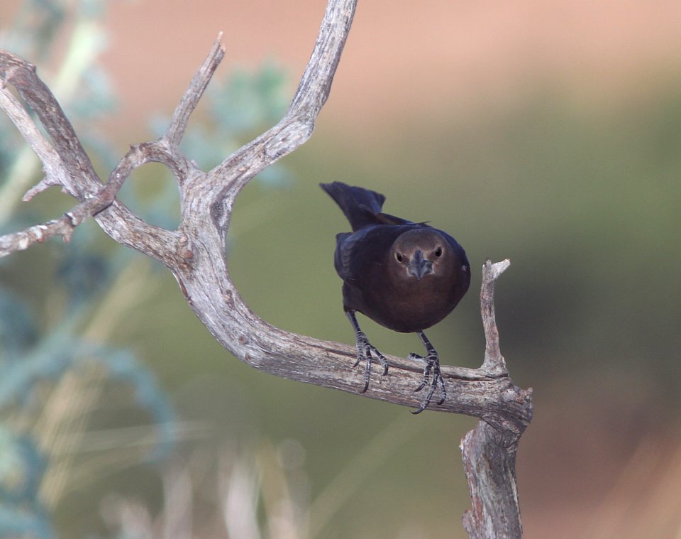 942 - BROWN-HEADED COWBIRD (6-7-11) 78 circulo montana, patagonia lake ranch estates, scc, az -1a