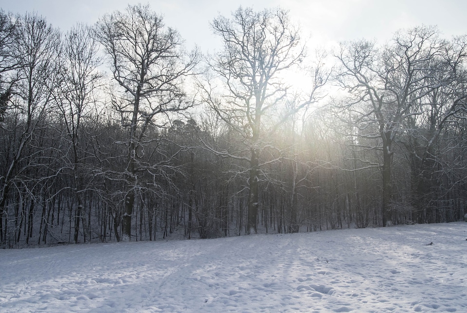 Winter trees nature landscape snow white photo