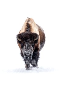 Lone bull bison on a snowy road