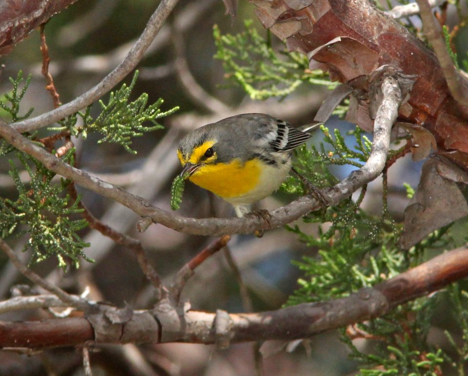 838 - GRACE'S WARBLER (9-6-13) sawmill cyn, huachuca mts, cochise co, az -02