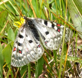 PARNASSIAN, ROCKY MOUNTAIN (Parnassius smintheus) (8-20-13) 10,500 ft, just s of elwood pass, far n-w conejos co, co -06