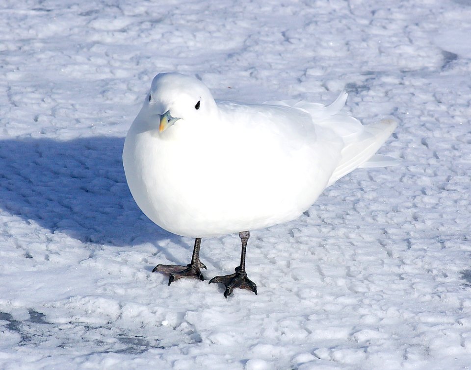 347 - IVORY GULL (2-4-07) quidi vidi lake, st john's, newfoundland (4)
