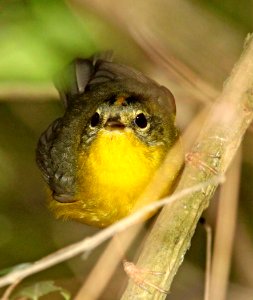 846 - GOLDEN-CROWNED WARBLER (2-26-12)  frontera audubon, weslaco, tx  (1)