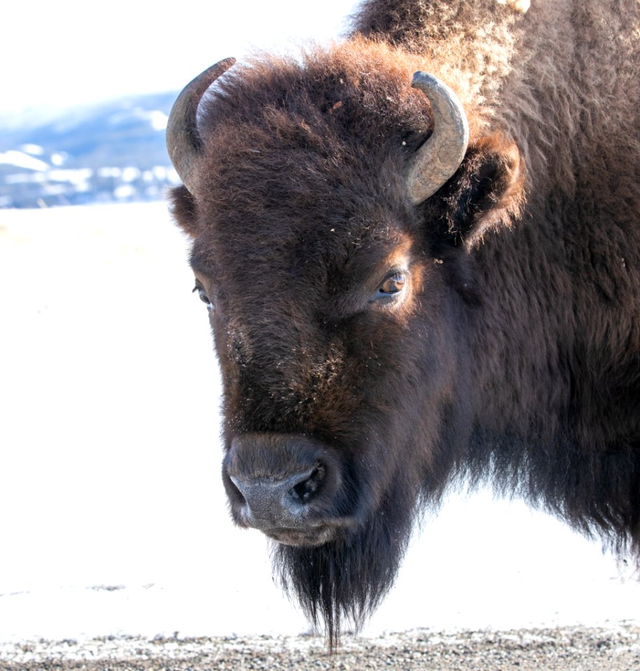 Bison on the road near Blacktail Deer Plateau