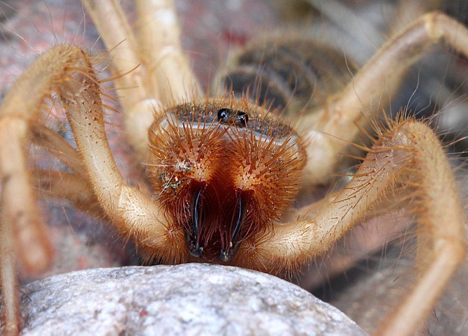 SUN SPIDER (SOLPIGID) (8-8-12) 78 circulo montana, patagonia lake ranch estates, scc, az -02b