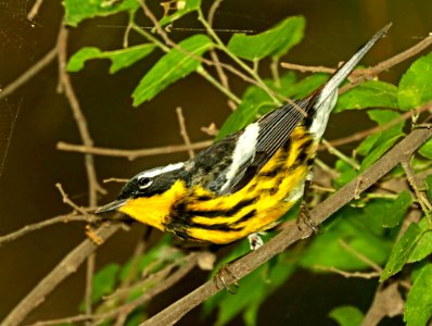 826 - MAGNOLIA WARBLER (4-30-2019) national butterfly center, hidalgo co, tx -11