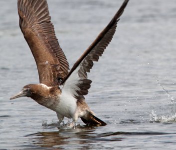 164 - BLUE-FOOTED BOOBY (8-25-13) imm, patagonia lake, scc, az -21 photo