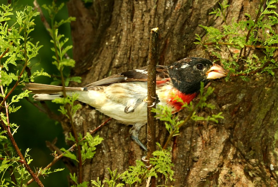 919 - ROSE-BREASTED GROSBEAK (4-26-2019) imm male, convention center, south padre island, cameron co, tx -01