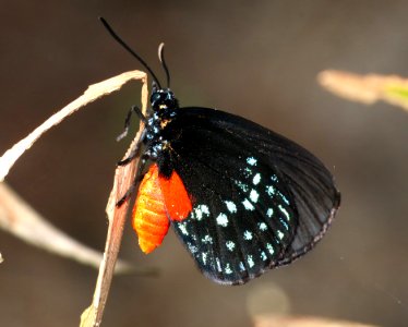 ATALA (Eumaeus atala) (2-4-2016) fairchild  tropical gardens, miami-dade co, fl -(5)