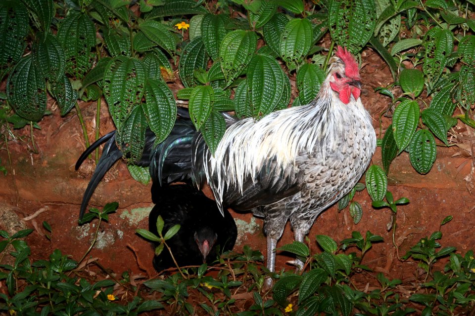 RED JUNGLEFOWL  X DOMESTIC CHICKEN (9-18-2017) domestic, aiea loop trail, keaiwa heiau recreation area, honolulu co, hawaii -01