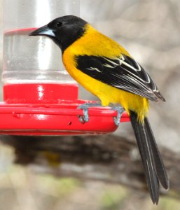 950 - AUDUBON'S ORIOLE  (2-7-10) salineno, tx  (3)