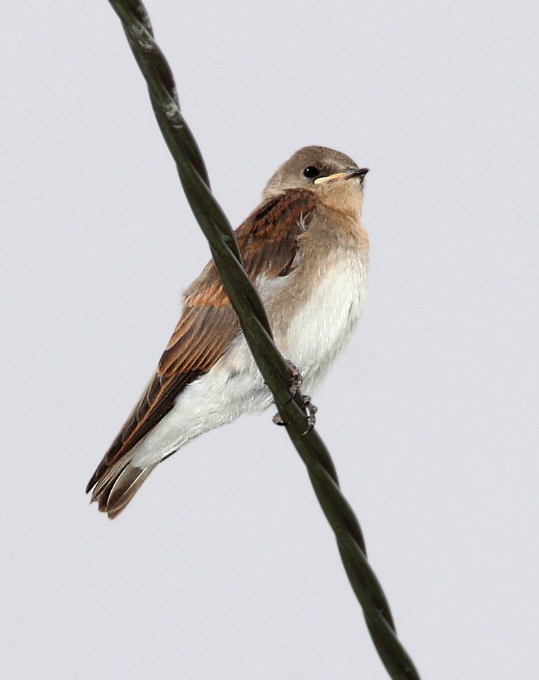 665 - NORTHERN ROUGH-WINGED SWALLOW (7-11-11) juv, kino springs, nogales, scc, az -01