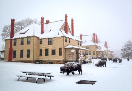 A snowy morning in Mammoth. photo