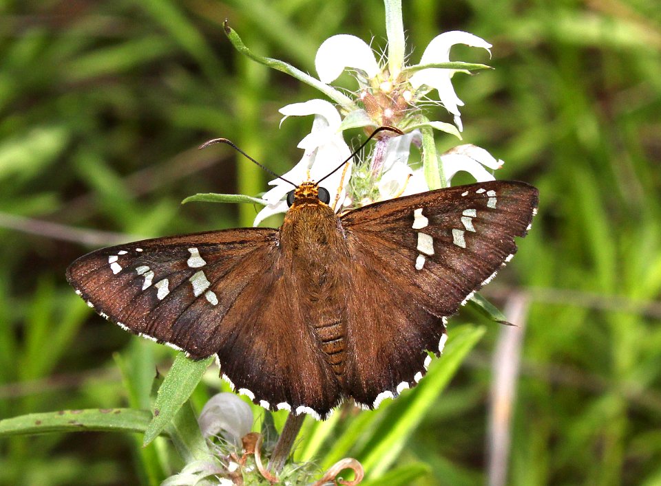 DULL FIRETIP (Apyrrothrix araxes) (8-10-2015) harshaw rd, santa cruz co, az -01
