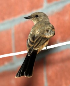 588 - SAY'S PHOEBE (7-5-12) 78 circulo montana, patagonia lake ranch estates, scc, az - (2) - Copy
