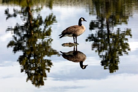 Canada goose (Branta canadensis) reflection photo