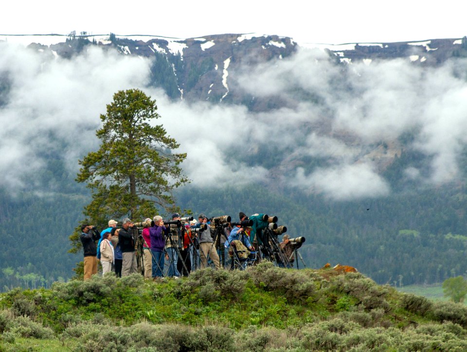 Wildlife watching in Lamar Valley
