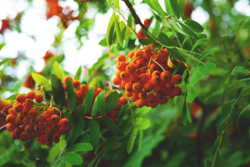 Harvest autumn tree
