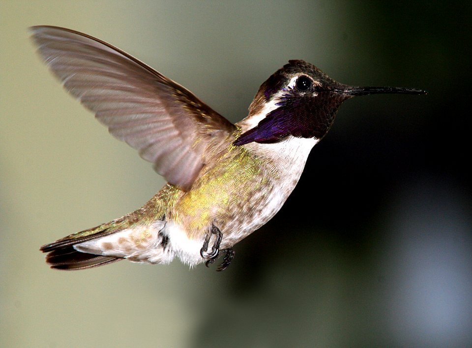 HUMMINGBIRD, COSTA'S (4-17-07)-1