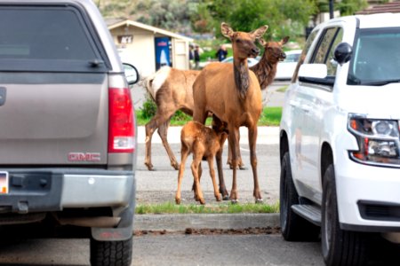 An elk calf nurses between cars in the Mammoth administration parking lot photo