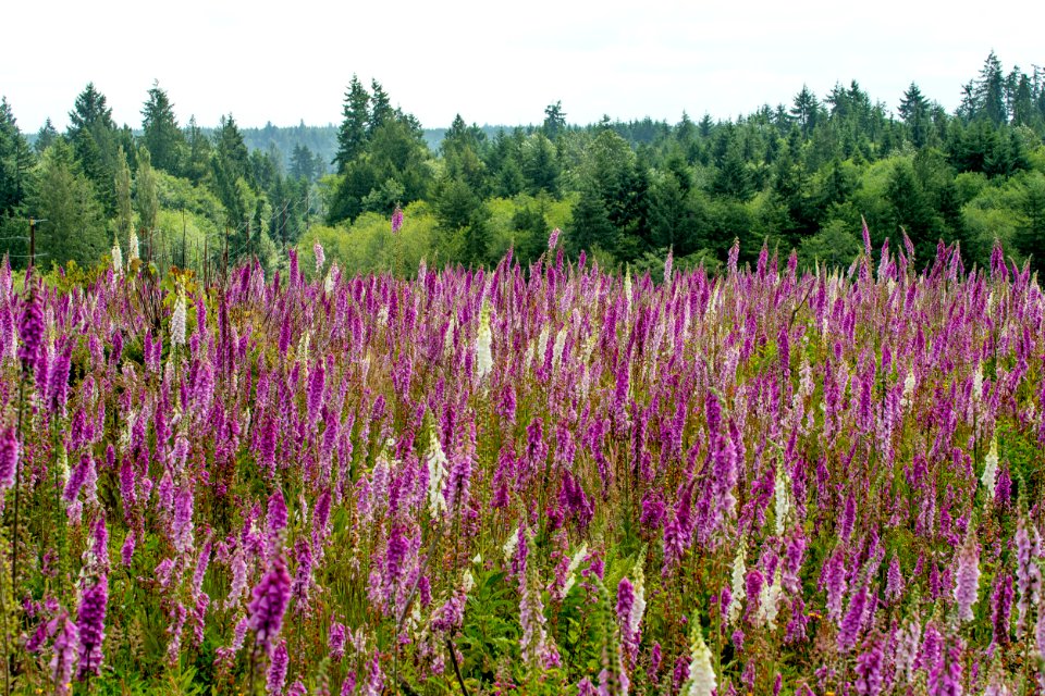 2019-6 Foxglove Farm-3651