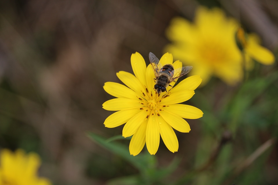 Close up insect plant