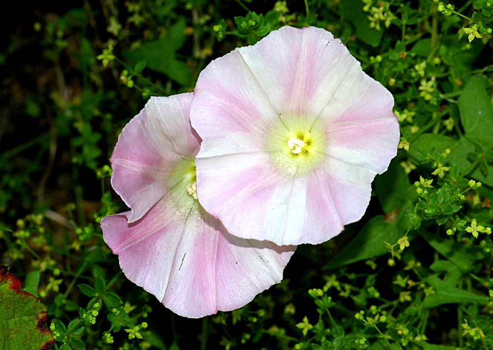 MORNING GLORY (calystegia macrostegia) (4-30-09) coon ck, slo -01