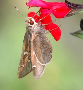 SKIPPER, MOON-MARKED (Atrytonopsis lunus) (8-8-11) madera canyon, scc, az -04