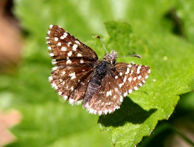 CHECKERED-SKIPPER, TWO-BANDED (Pyrgus ruralis) (6-17-12) cook and green pass area, siskiyou co, ca - 01