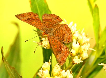 METALMARK, FATAL (Calephelis nemesis) (8-1-2018) patagonia lake, santa cruz co, az -01