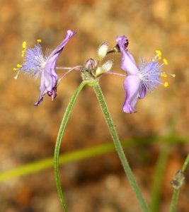 FLOWER, sp a (8-9-11) chino canyon, scc, az -01