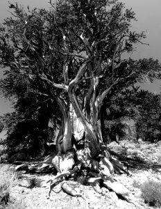 INYO BRISTLECONES & CAMPSITE (8-13-2017) - 12b BW